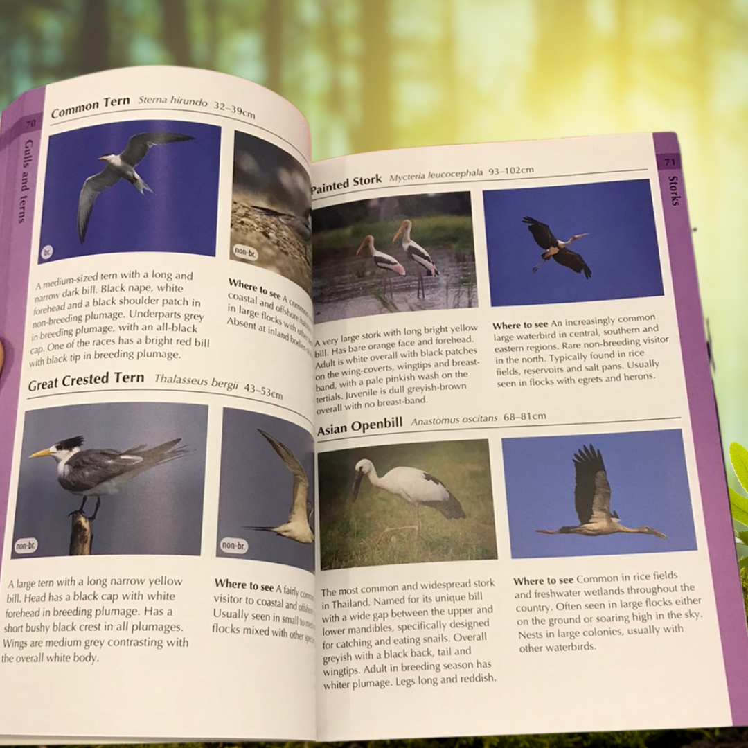 BIRDS OF THAILAND