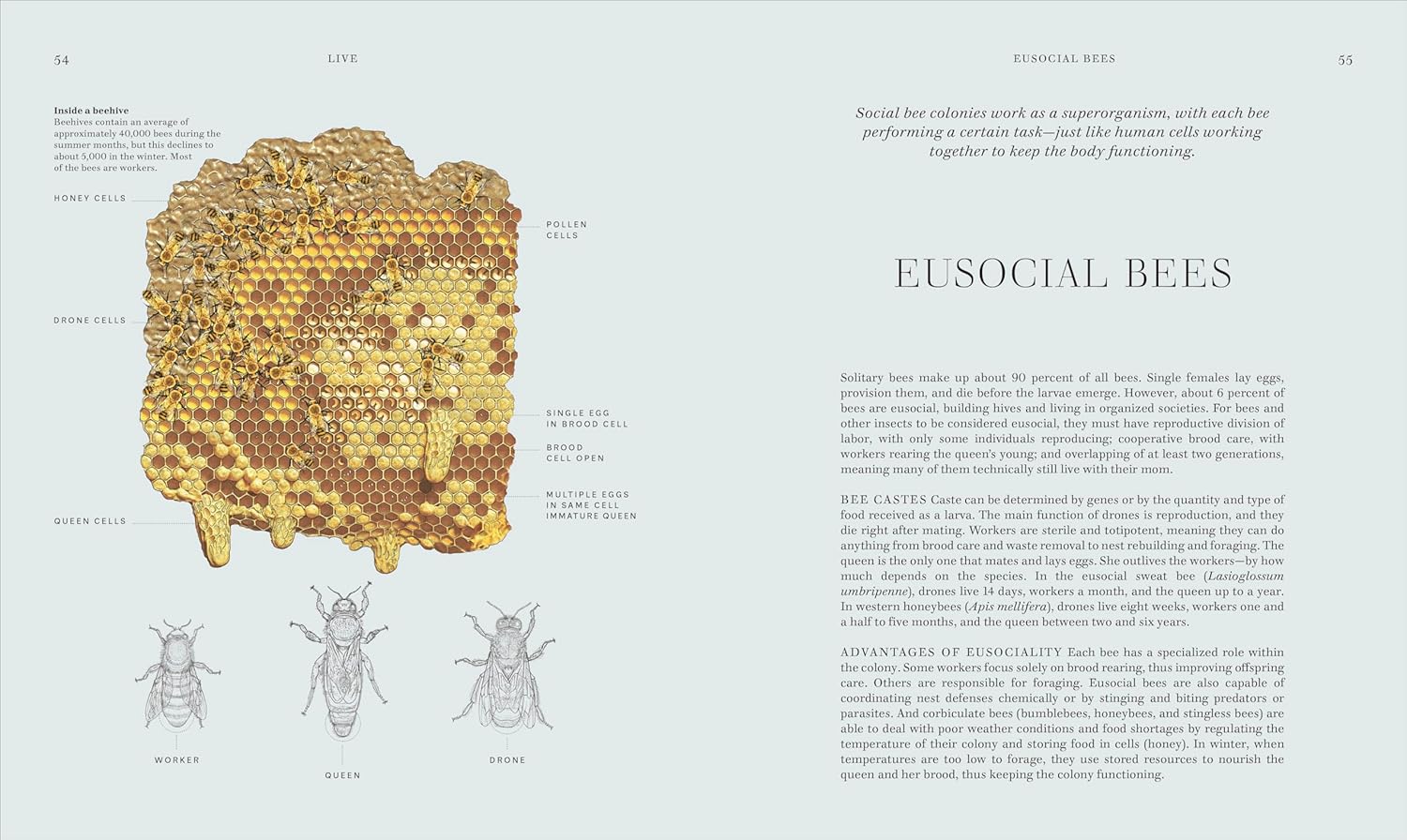 INSECTS: DISCOVER THE SCIENCE AND SECRETS BEHIND THE WORLD OF INSECTS (HC)