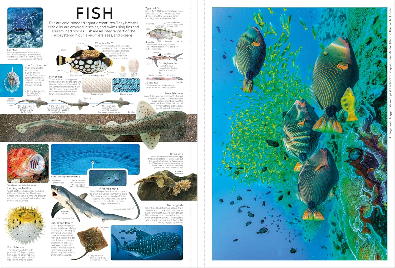 EYEWITNESS ENCYCLOPEDIA POSTER BOOK