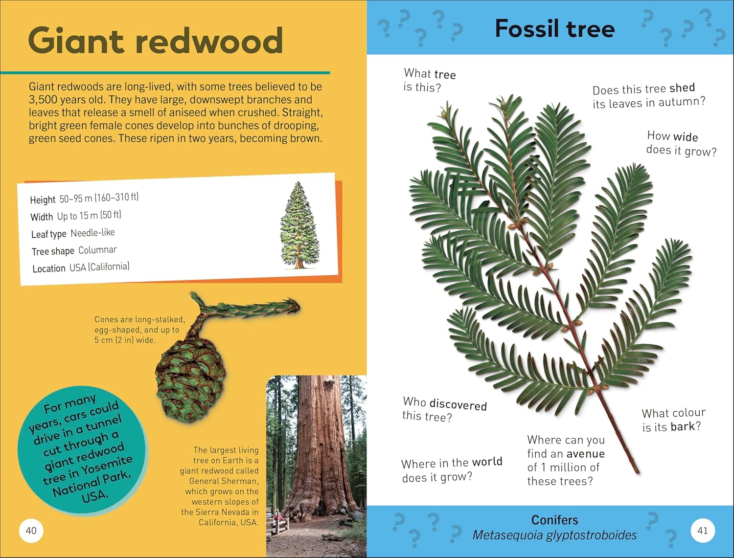 TREES OF THE WORLD: QUIZ YOURSELF CLEVER!