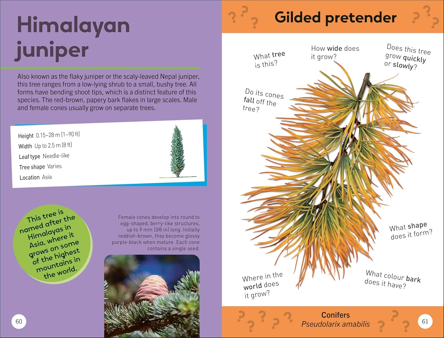 TREES OF THE WORLD: QUIZ YOURSELF CLEVER!