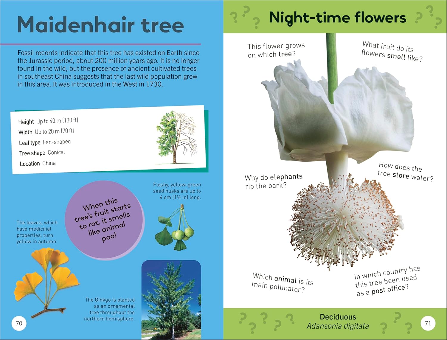 TREES OF THE WORLD: QUIZ YOURSELF CLEVER!
