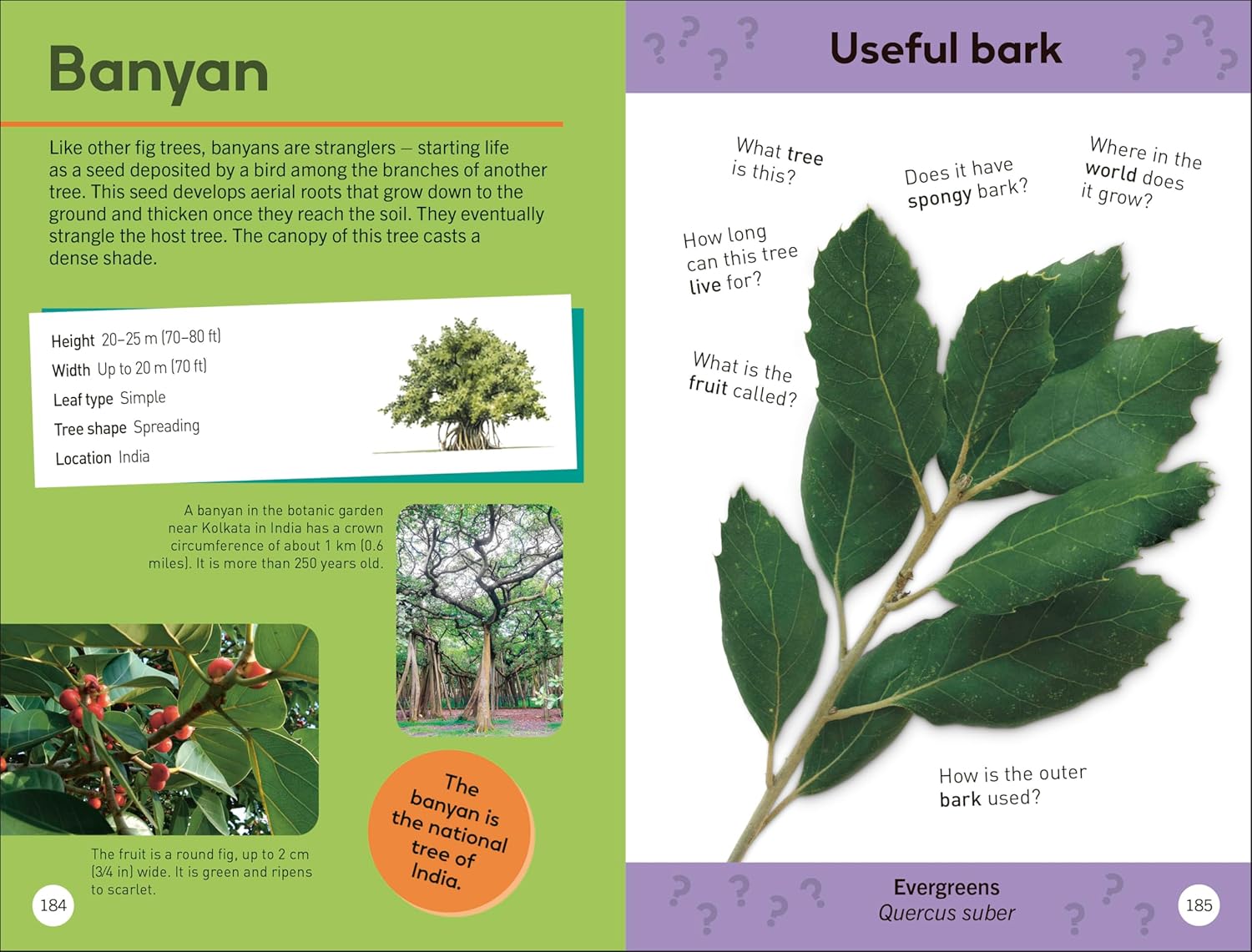 TREES OF THE WORLD: QUIZ YOURSELF CLEVER!