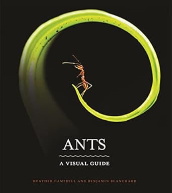 ANTS: A VISUAL GUIDE (HC)