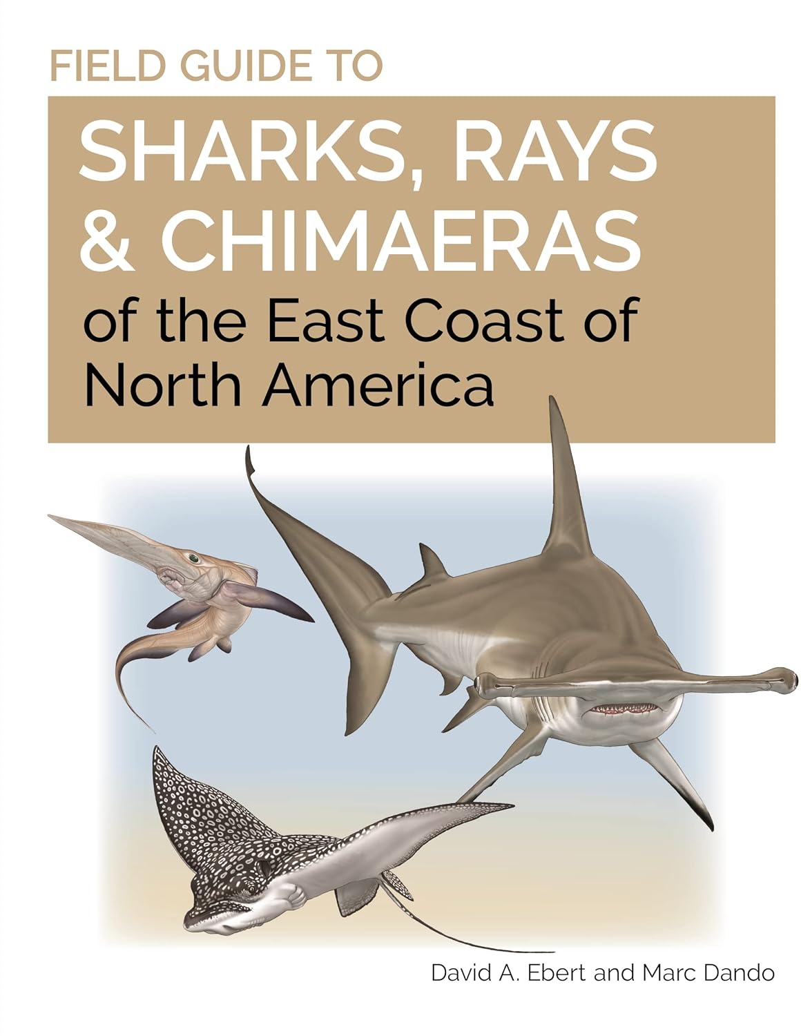 FIELD GUIDE TO SHARKS, RAYS AND CHIMAERAS OF THE EAST COAST OF NORTH AMERICA