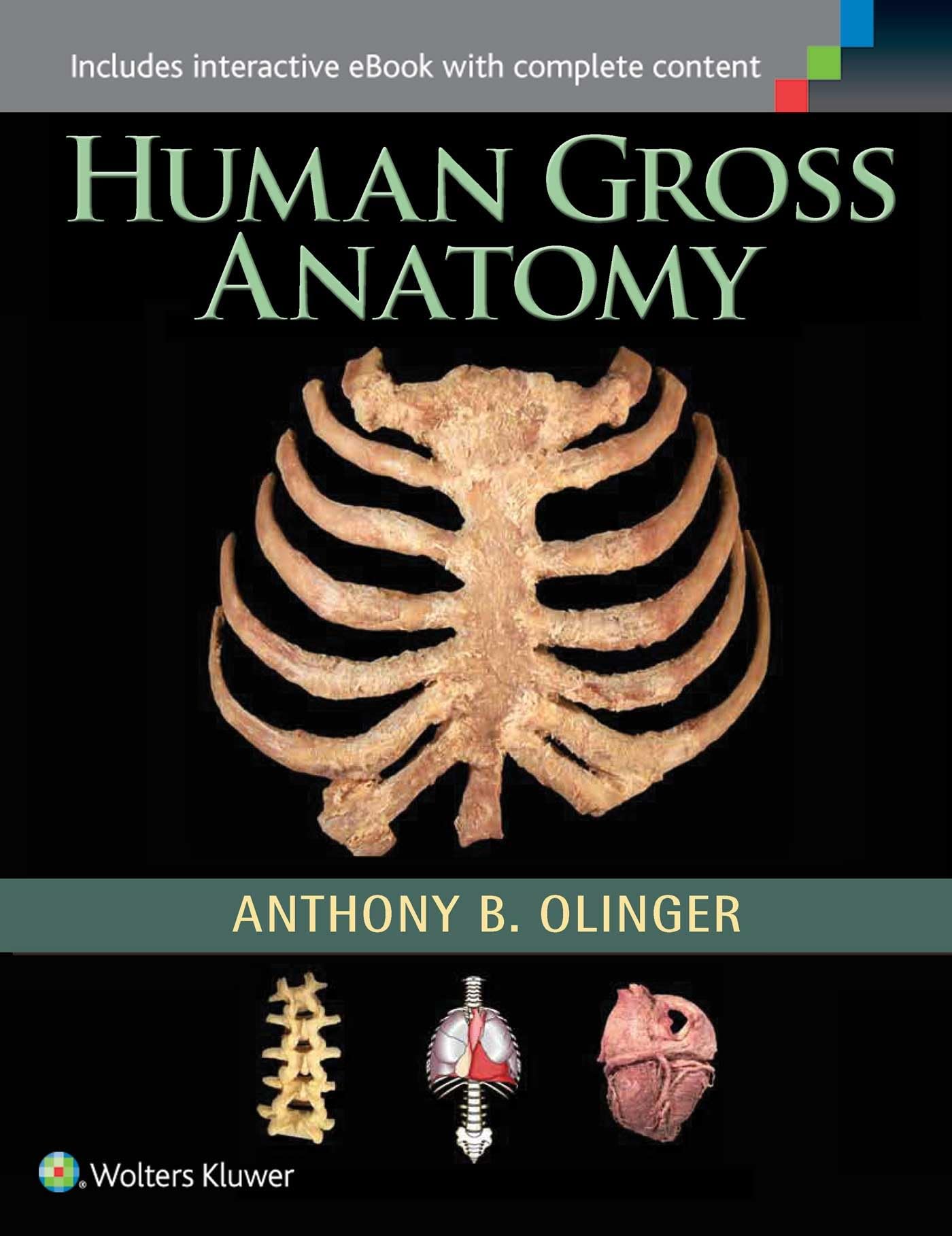 HUMAN GROSS ANATOMY