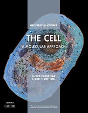THE CELL XE: A MOLECULAR APPROACH