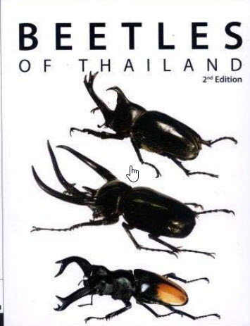 BEETLES OF THAILAND (แมลงปีกแข็งในประเทศไทย)