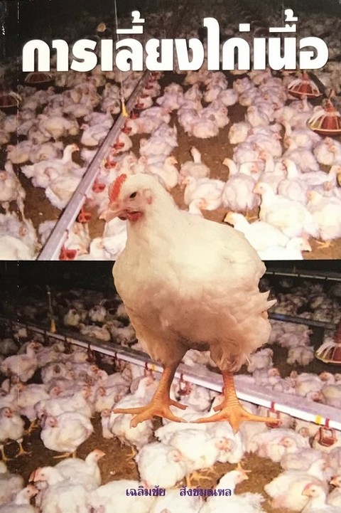 การเลี้ยงไก่เนื้อ